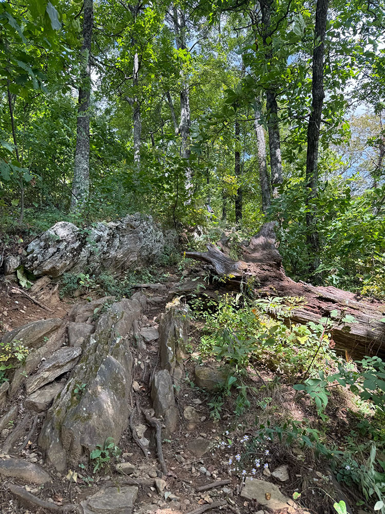Knoxville mountain bike trail ride. Pro Pikes Texas.